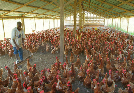 poultry